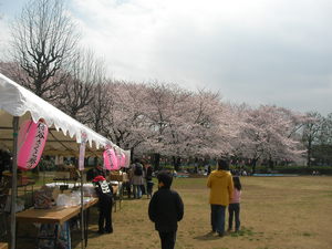 桜の花も満開でした。。。